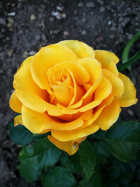 Free Rose Garden photo and picture