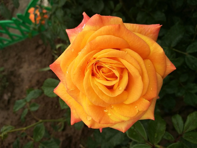 Free Rose Garden photo and picture