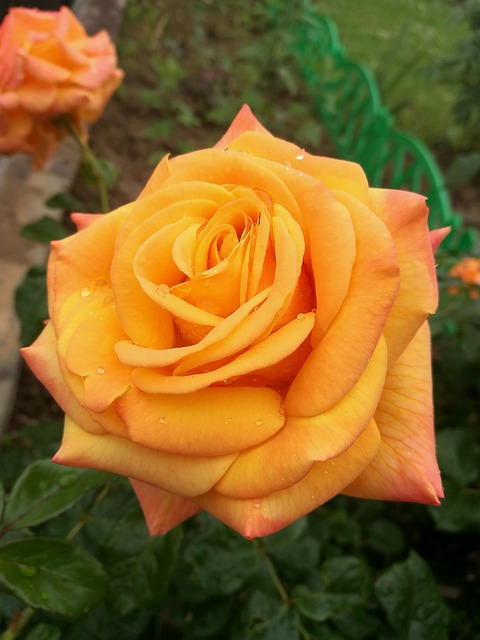 Free Rose Garden photo and picture