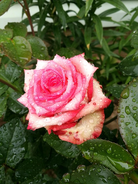 Free Rose Garden photo and picture
