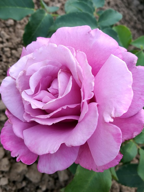 Free Rose Garden photo and picture