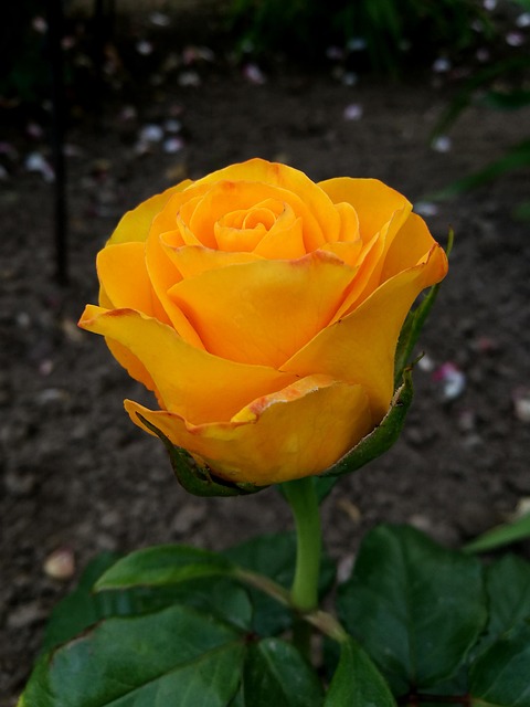 Free Rose Garden photo and picture