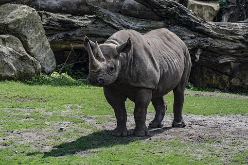 Rinoceronte, Zoo, Animal, Paquidermo