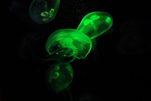 90以上の無料刺胞動物 クラゲ画像 Pixabay
