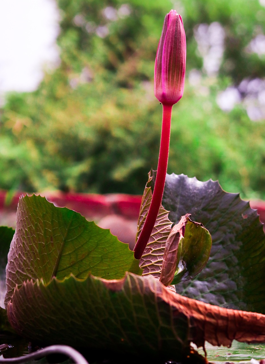 Bunga pink dan hijau lumut foto gratis di pixabay pixabay