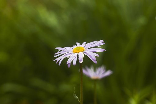Gänseblümchen, Blume, Natur