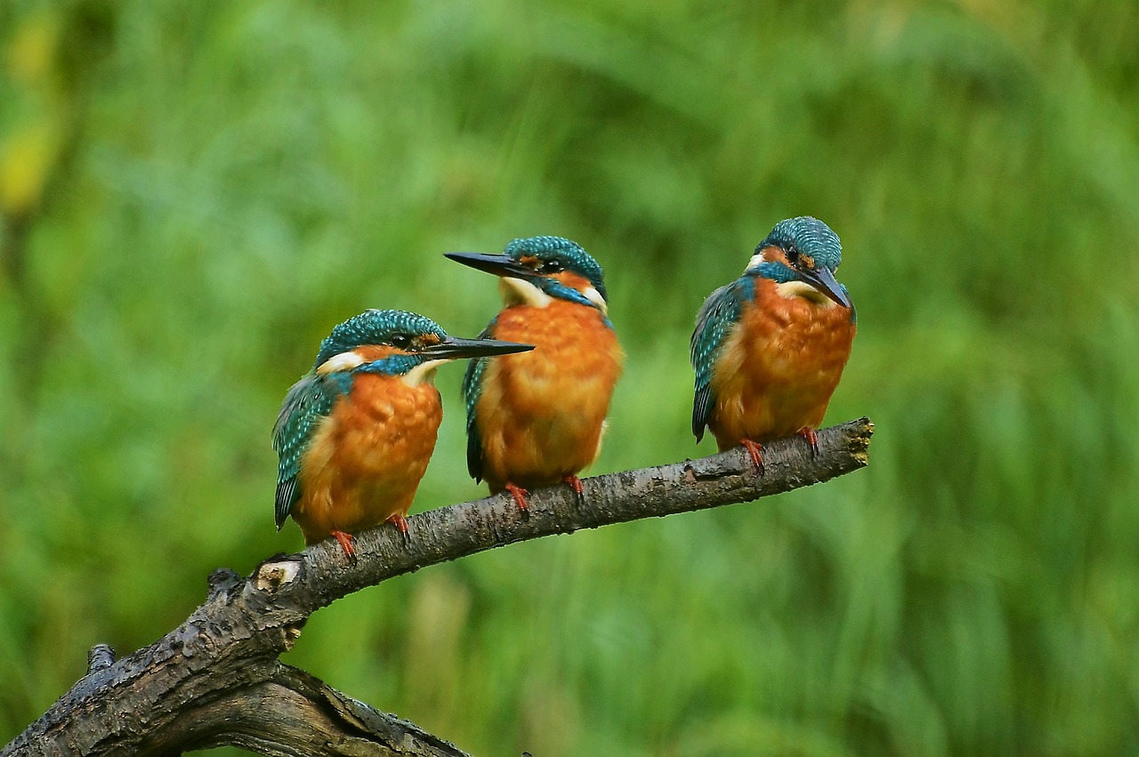 Kingfisher - free online jigsaw puzzle photo