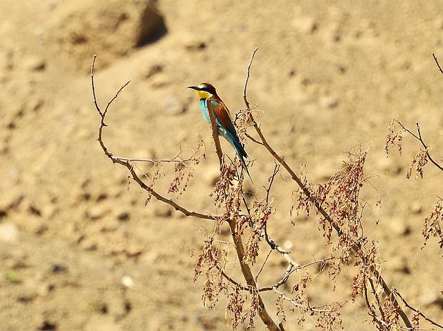 Europa-Bee-Eater, Fugl, Natur