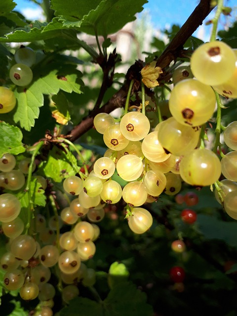 Free Currant Summer photo and picture