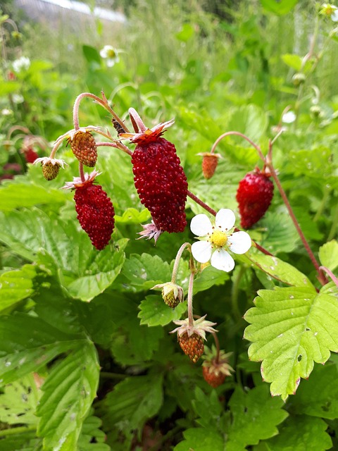 Free Strawberry Berries photo and picture