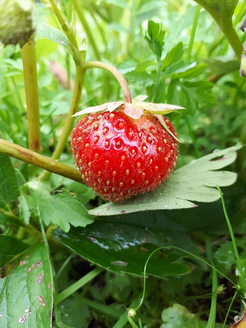 Free Strawberry Berry photo and picture