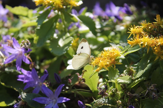 Sommerfugl, Natur, Hvid, Blomst Baggrund
