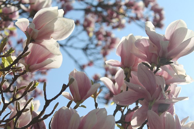Magnolia, Blomster, Lyserød, Blomstrende