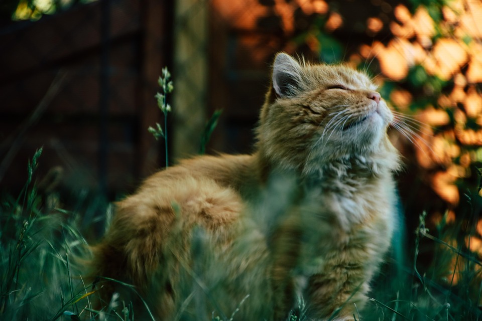 https://cdn.pixabay.com/photo/2018/07/09/16/13/cat-3526454_960_720.jpg