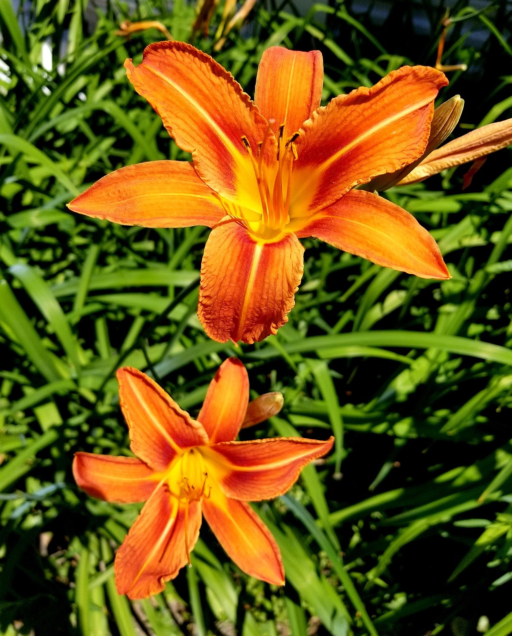 100+ Free Tiger Lily & Nature Images Pixabay