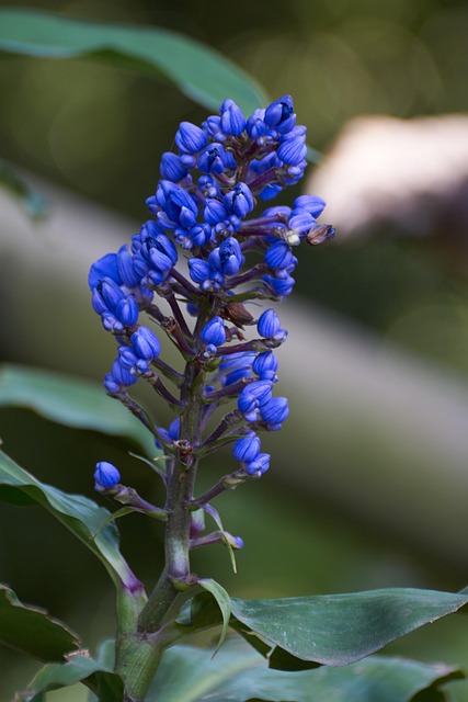 Free Flora Beautiful Flowers photo and picture