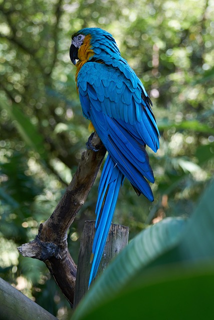 Free Parrot Bird photo and picture
