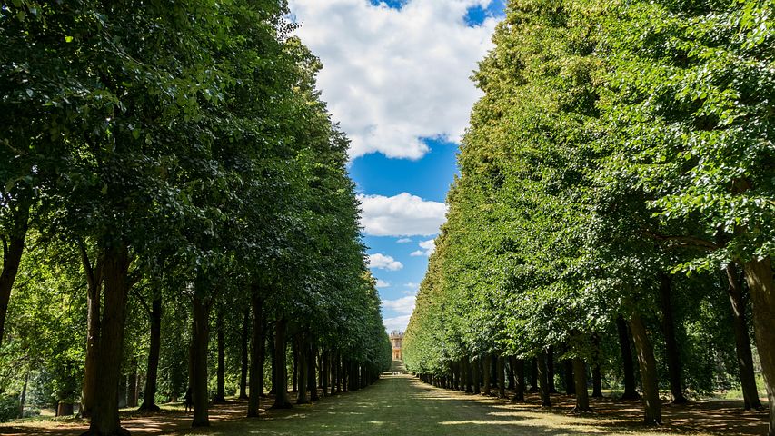 並木道 画像 - 無料画像をダウンロード - Pixabay