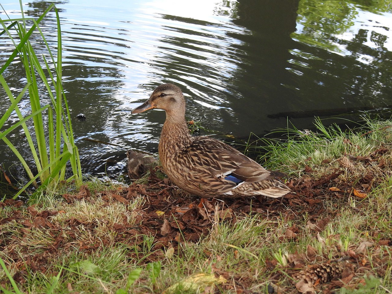 Duck Over The Water Wild Free photo on Pixabay Pixabay