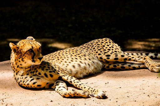 500 Gambar Cheetah Hewan Gratis Pixabay