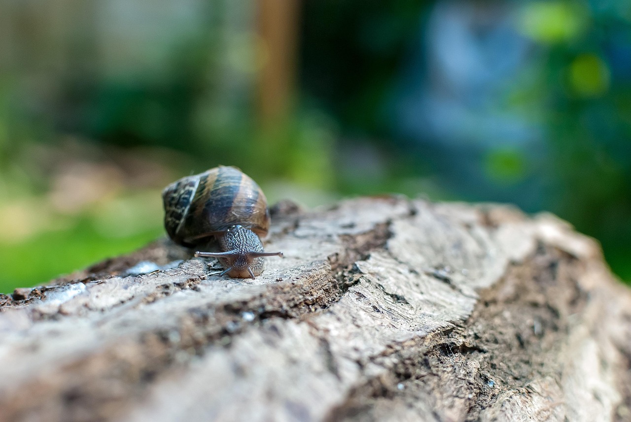 Snail Gastropod Nature Free photo on Pixabay Pixabay