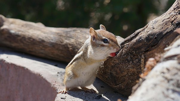 chipmunk images pixabay download free pictures