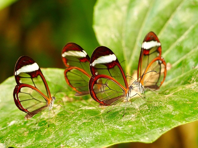 Free Insect Butterfly photo and picture