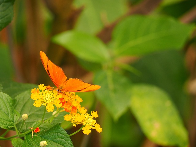 Free Insect Butterfly photo and picture