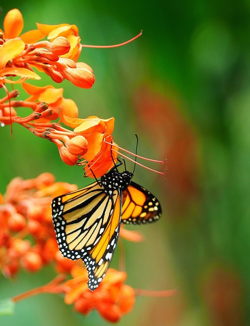 Free Insect Butterfly photo and picture