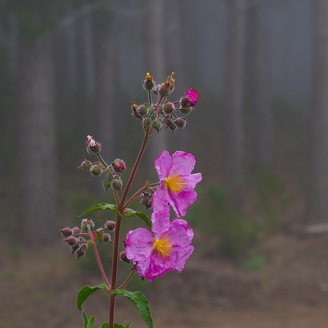 Free Plant Close Up photo and picture