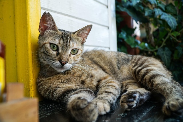 Free Cat Animal photo and picture