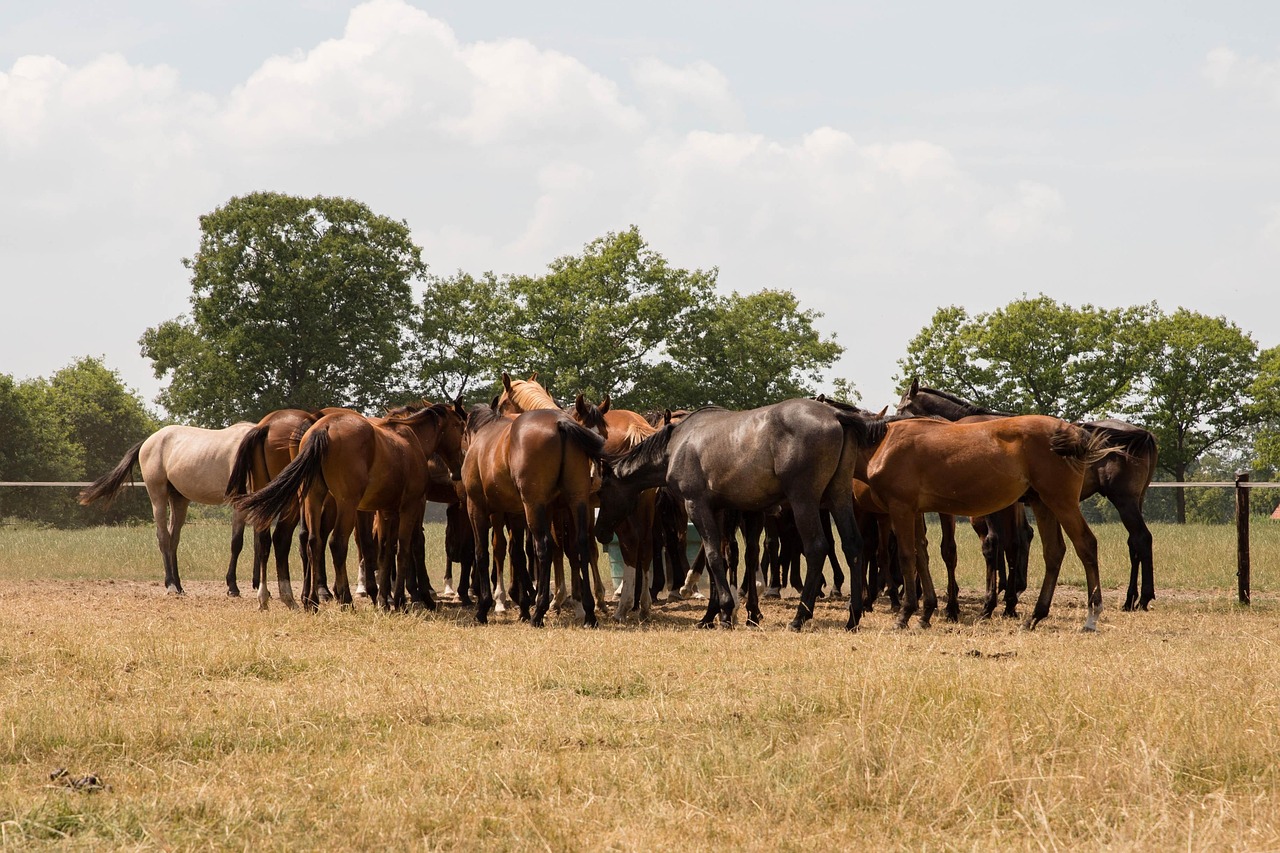 Horse - free online jigsaw puzzle photo