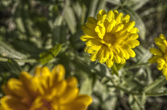 Free Flower Beautiful Flowers photo and picture