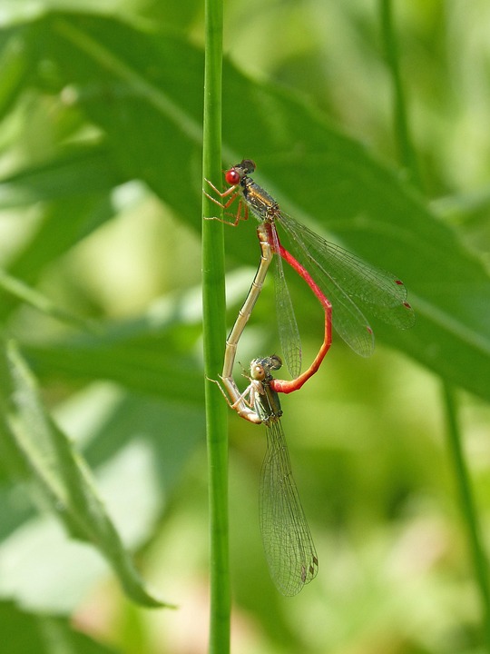 Dragonfly Damselfly Leaf - Free photo on Pixabay