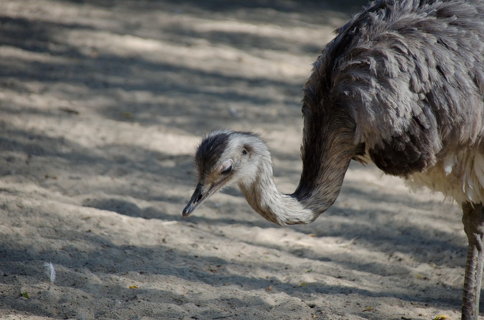 Emu Burung Hewan Dunia Foto Gratis Di Pixabay