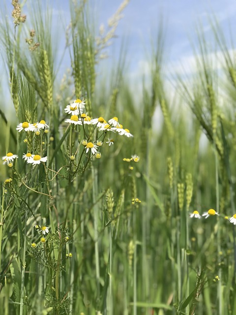 Free Chamomile Field photo and picture