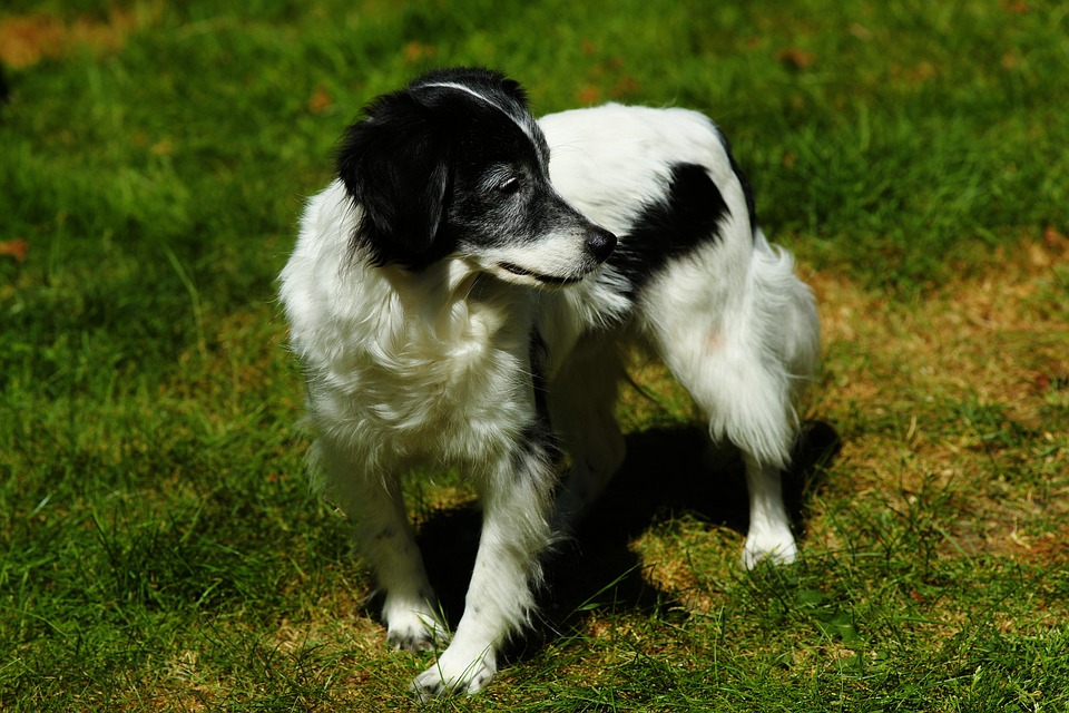 Hund Schwarz Weiss