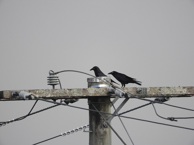 Free Crow Bird photo and picture