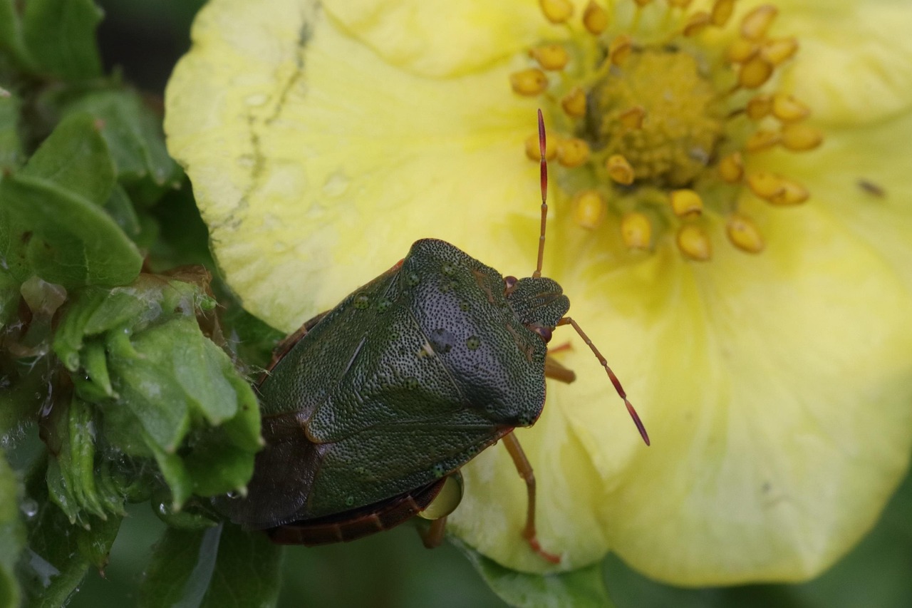 Bug Pest Green - Free photo on Pixabay