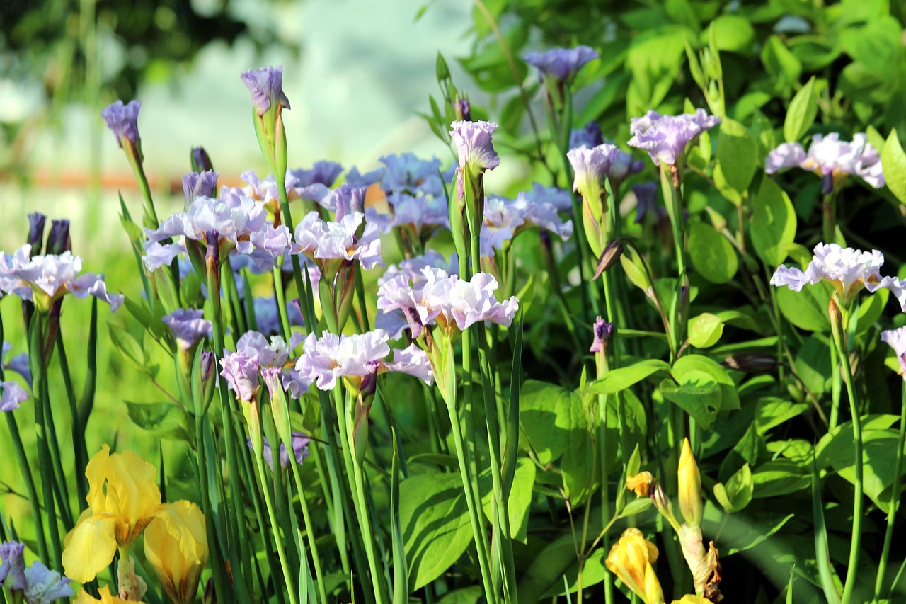Irises Flowers Spring Free photo on Pixabay Pixabay