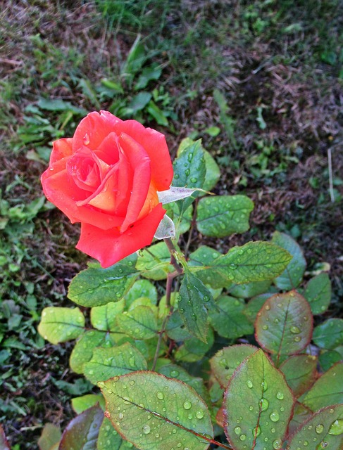 Free Flower Rose photo and picture