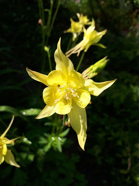 Free Flower Yellow photo and picture
