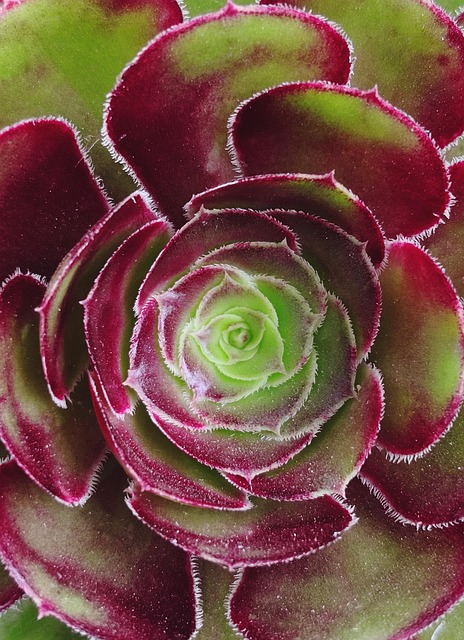 Free Macro Flower photo and picture