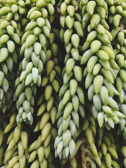Free Herb Nature photo and picture