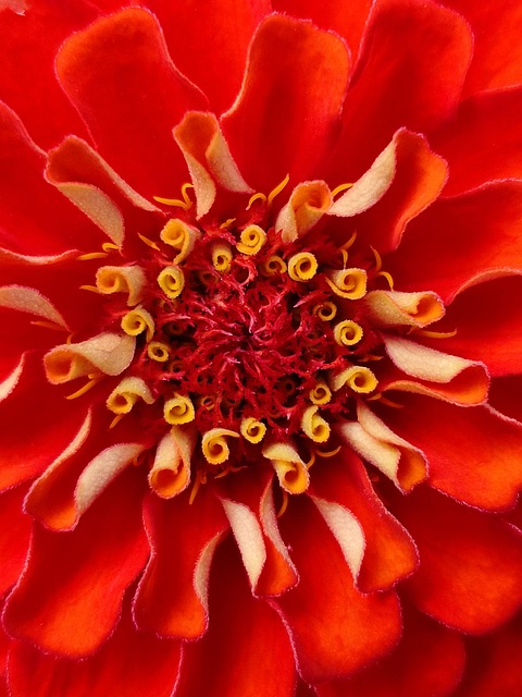 Free Flower Macro photo and picture