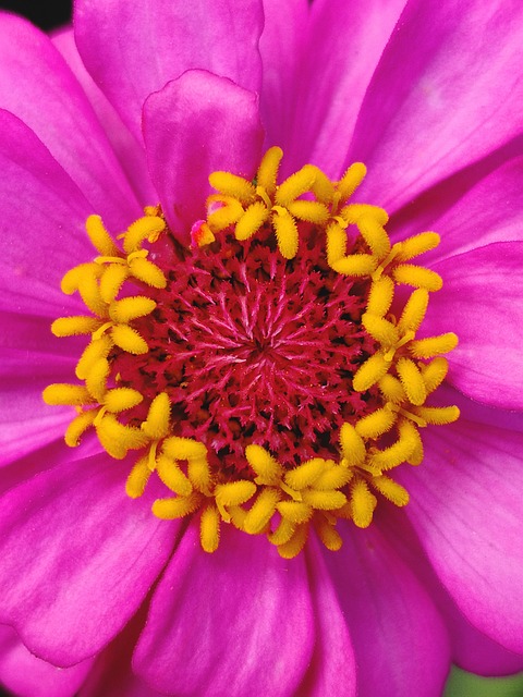 Free Flower Macro photo and picture