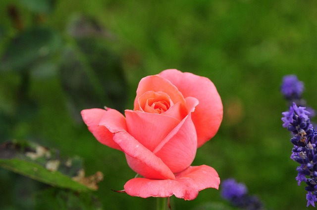 Free Rose Pink photo and picture