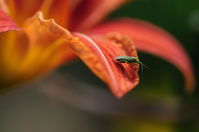 Free Beetle Insect photo and picture