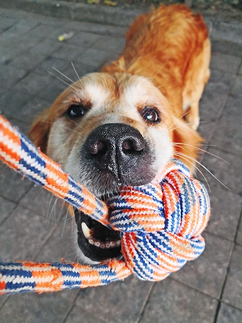 Free Dog Animal photo and picture