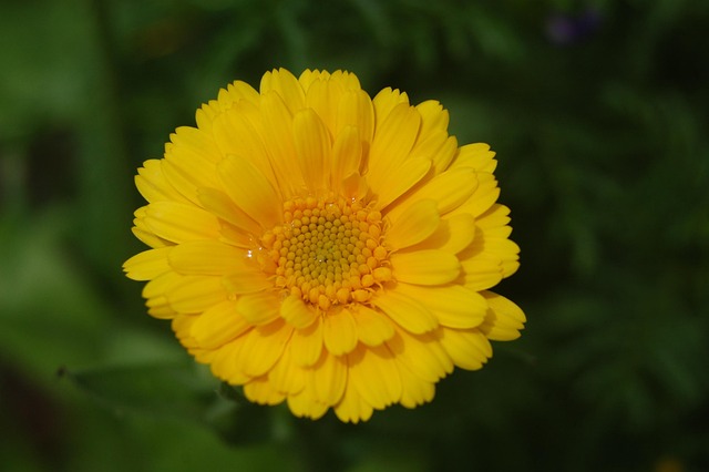 Free Marigold Flower Background photo and picture